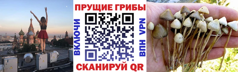 хочу   Малаховка  Псилоцибиновые грибы Psilocybine cubensis 